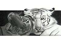two tigers